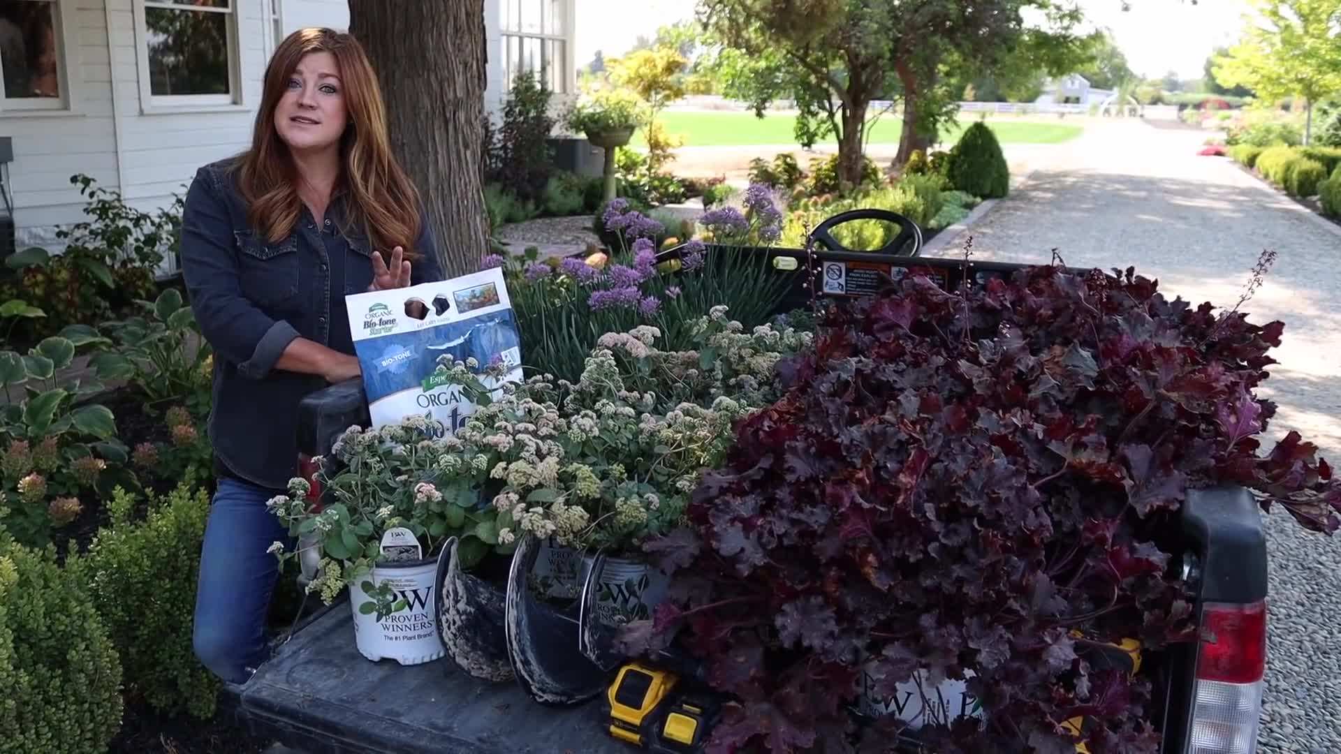 Coraljade Sedum - Low Maintenance Perennial