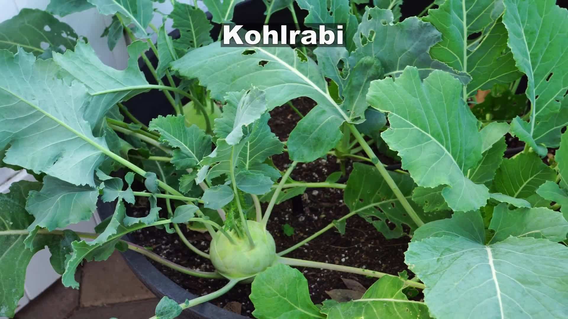 Growing herbs in the garden