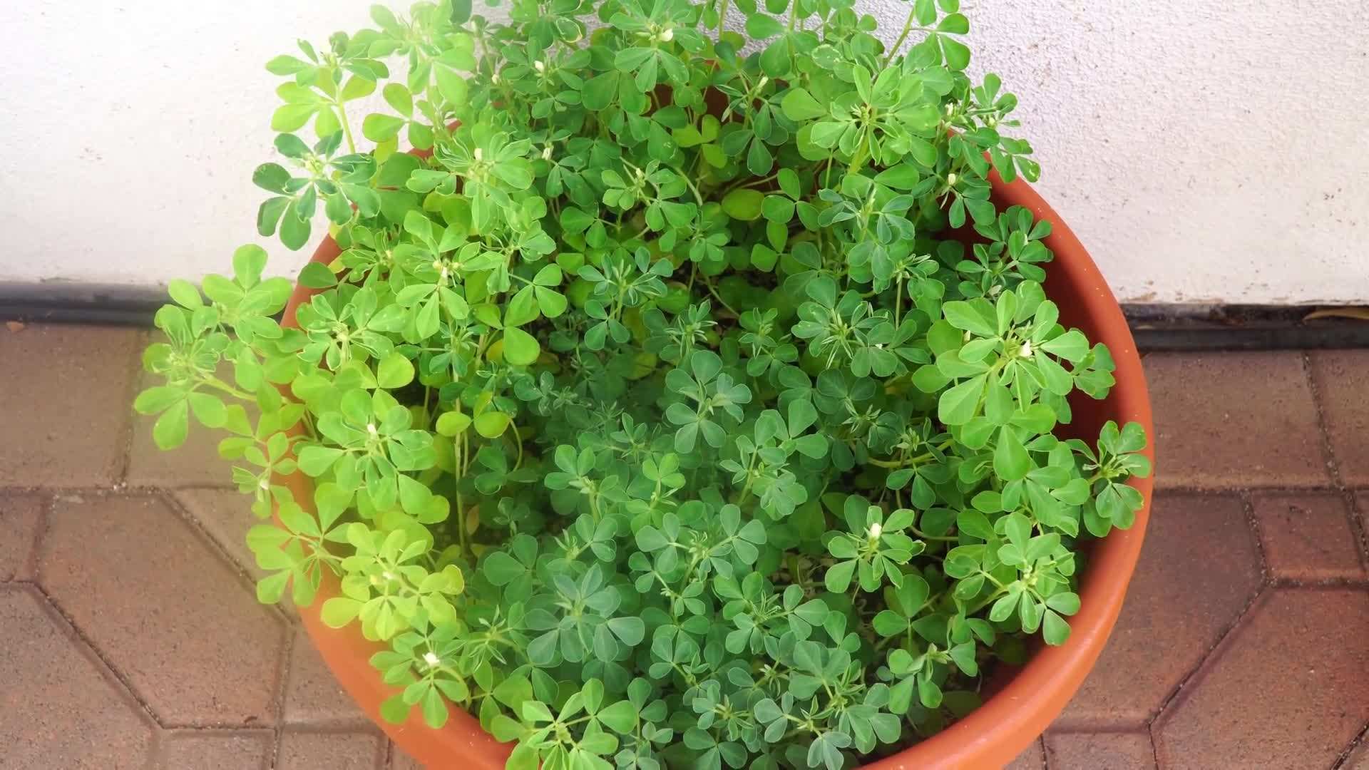 Kale and lettuce grown in the California winter