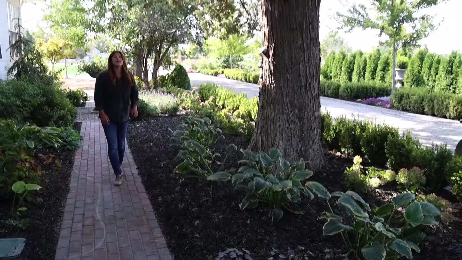 Cherry Truffles Heuchera - Colorful Foliage in Shade
