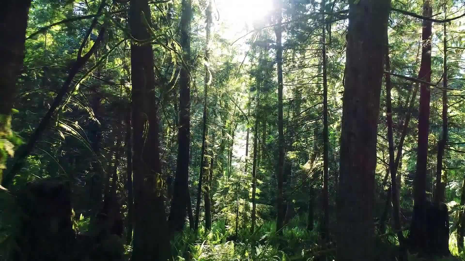 Breathtaking landscapes of the Olympic rainforest