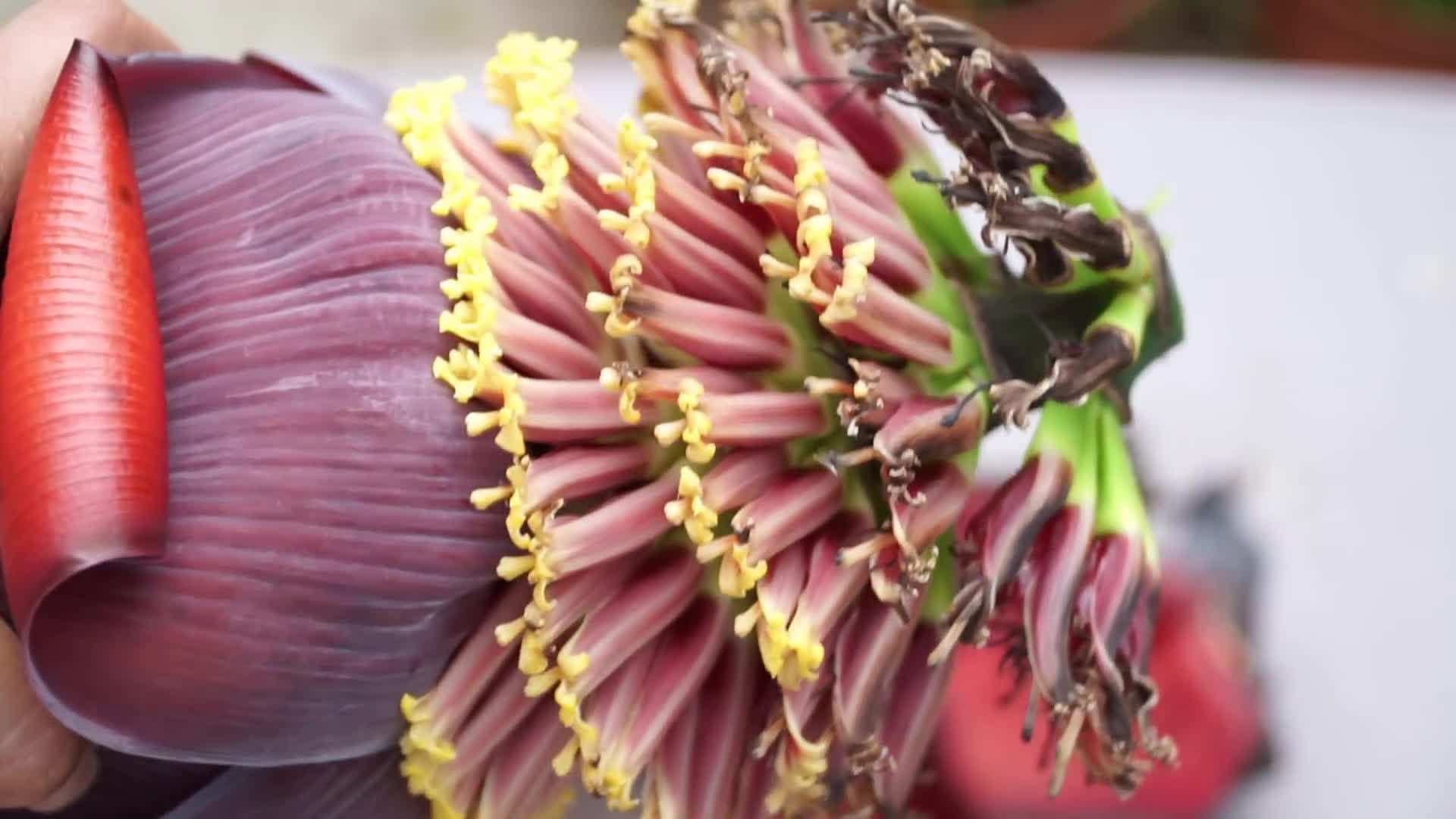 Pruning a banana tree