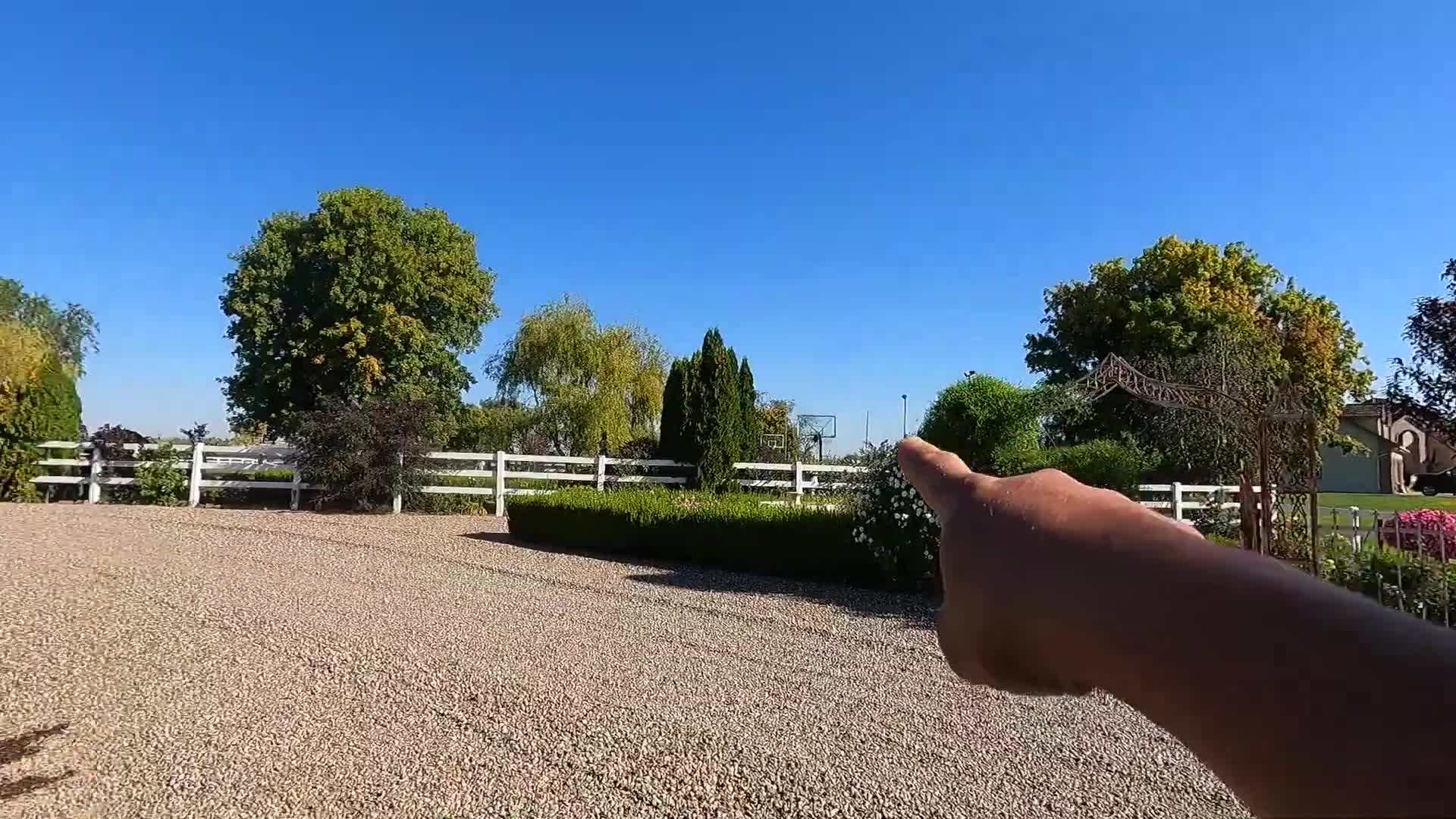 Applying organic fertilizer to the plants