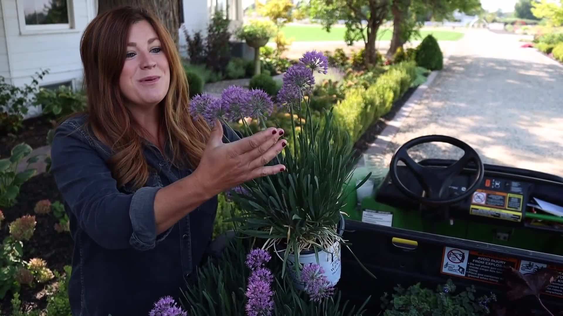 Coraljade Sedum - Low Maintenance Perennial in Full Bloom
