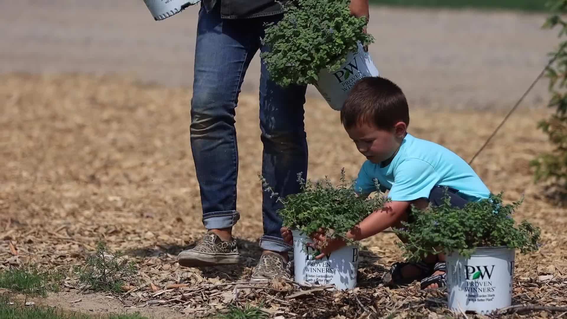 Cat's Pajamas Nepeta - Attract Butterflies and Hummingbirds