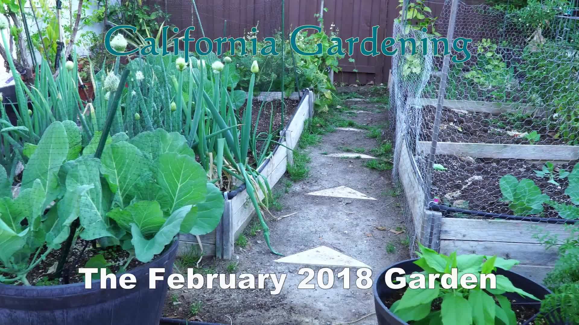 Winter harvests in the California garden