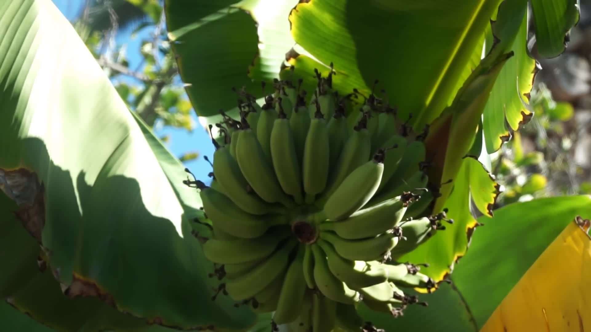 Harvesting ripe bananas