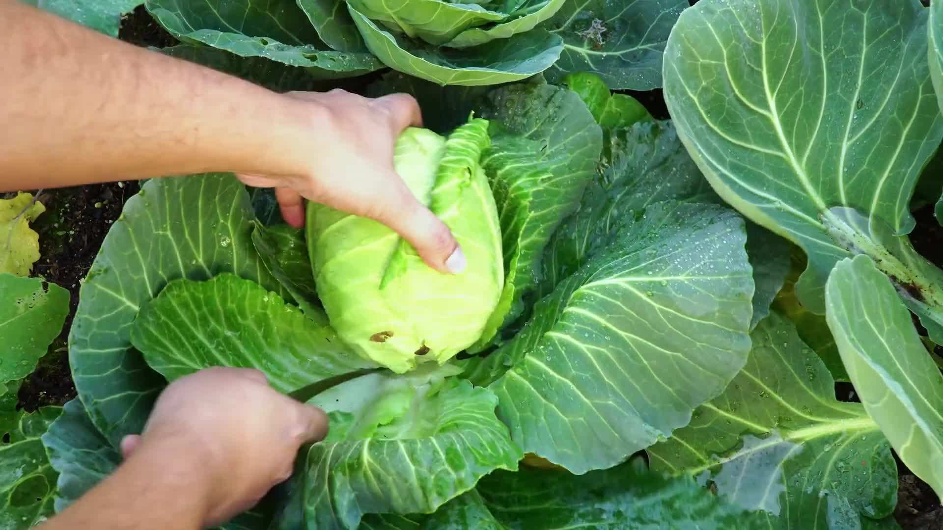 Enjoying fresh citrus fruits