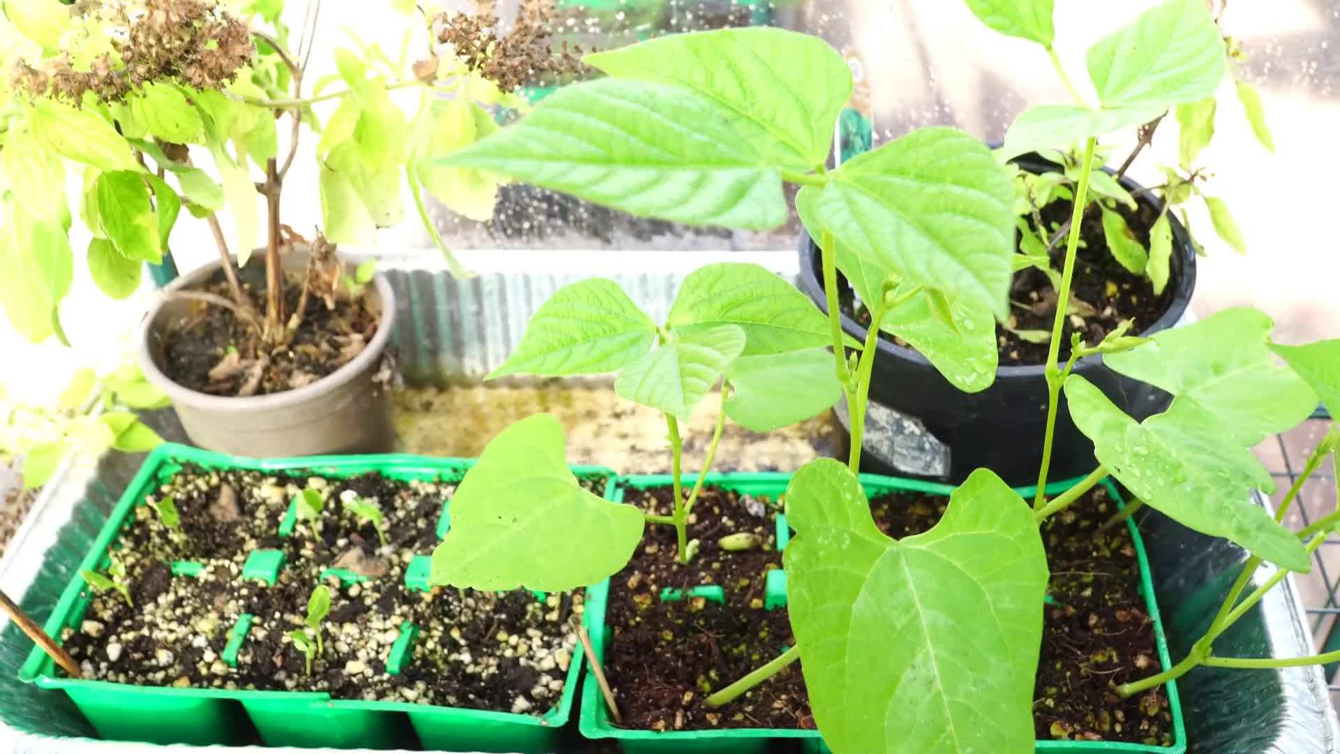 Tomato seedlings in seed trays