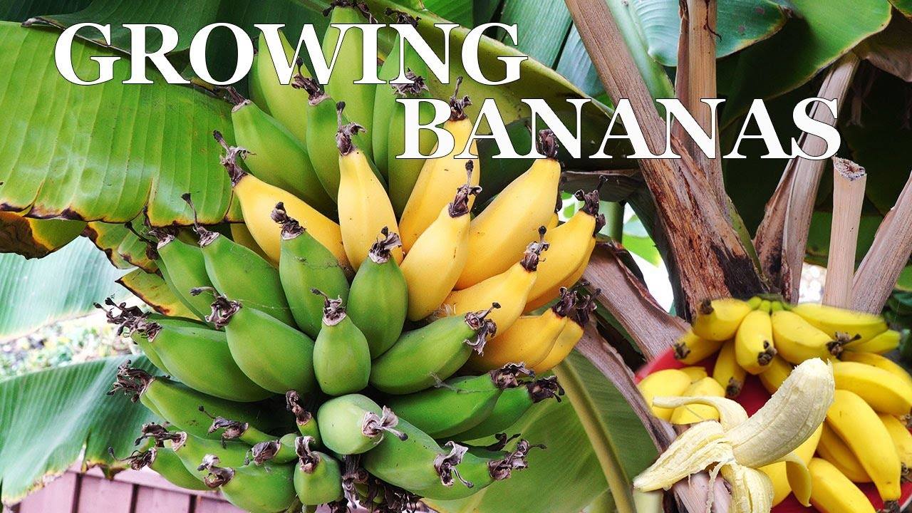 Growing Dwarf Banana Trees: A Comprehensive Guide