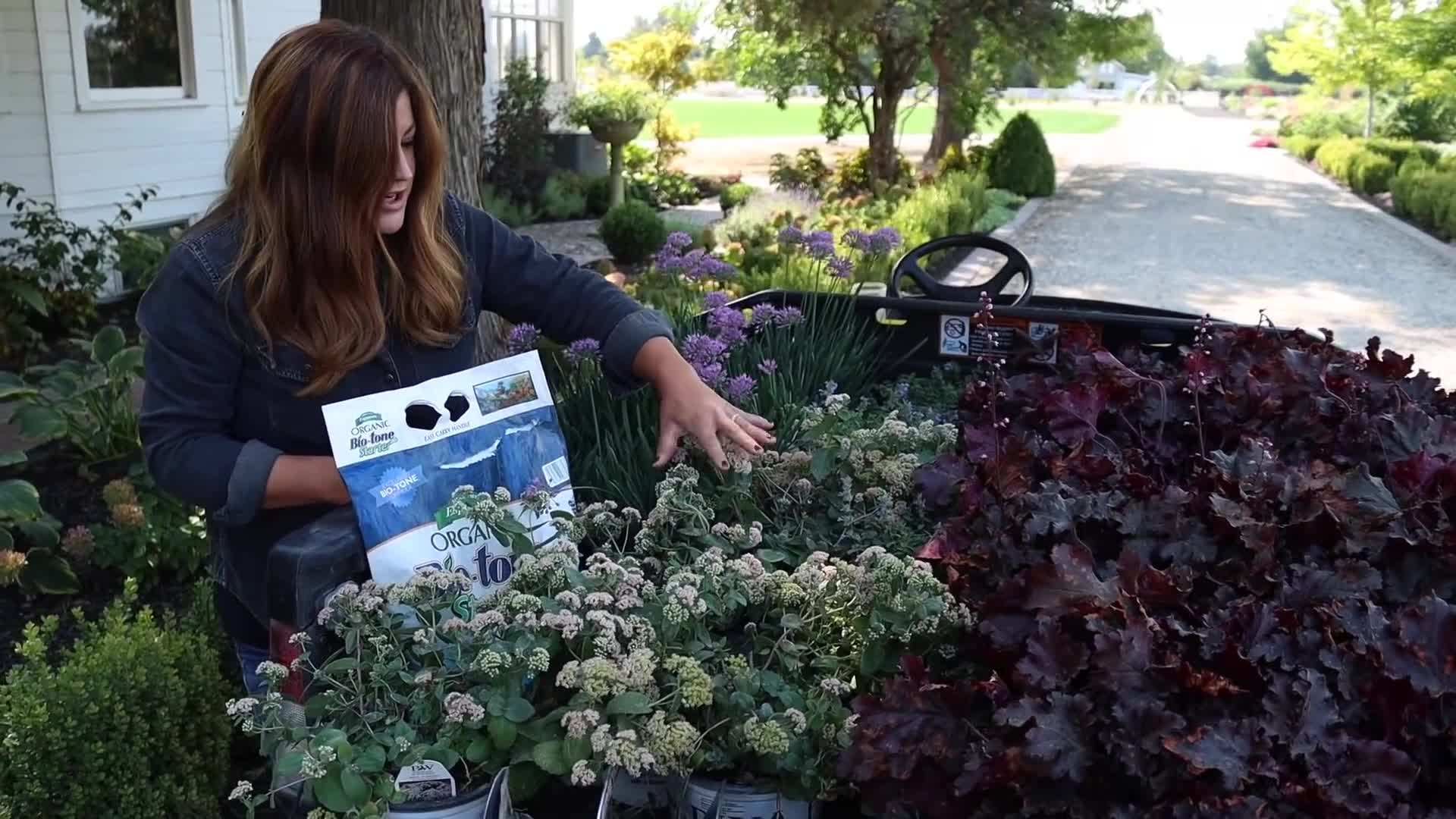 Cat's Pajamas Nepeta - Fragrant Purple Flowers