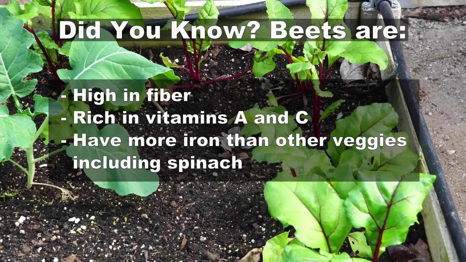 Testing Soil pH Level
