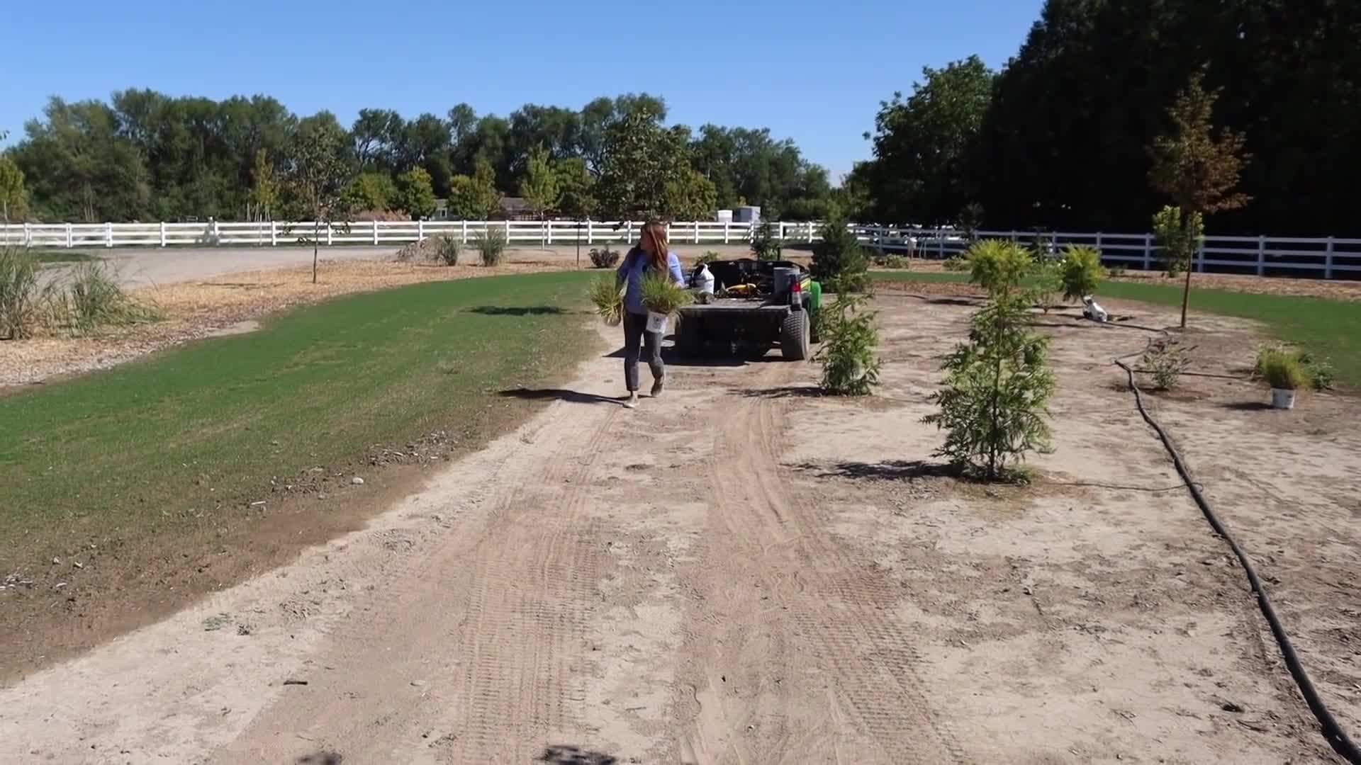 Watering and caring for newly planted ornamental grasses
