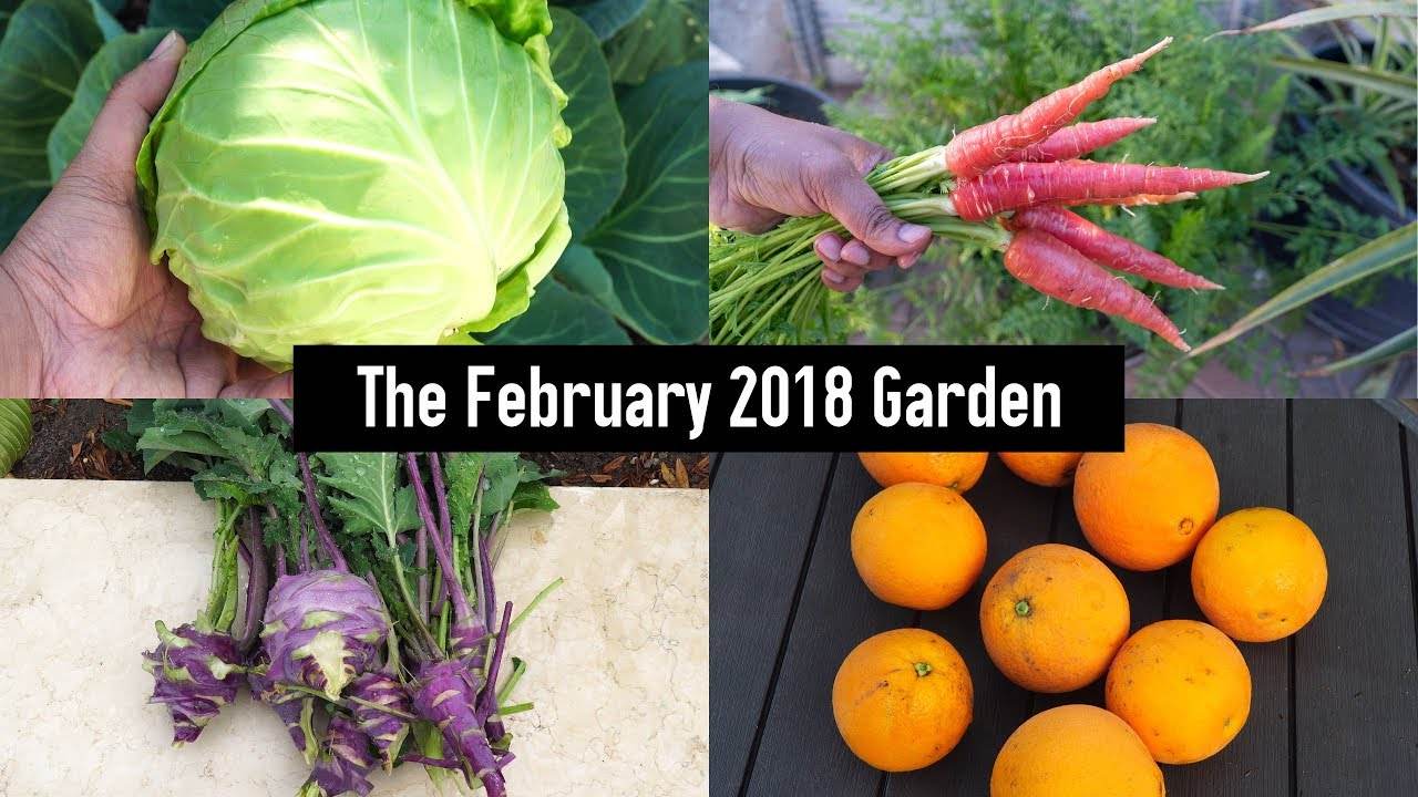 The California Garden in February: Winter Harvests, Starting Summer Plants & More