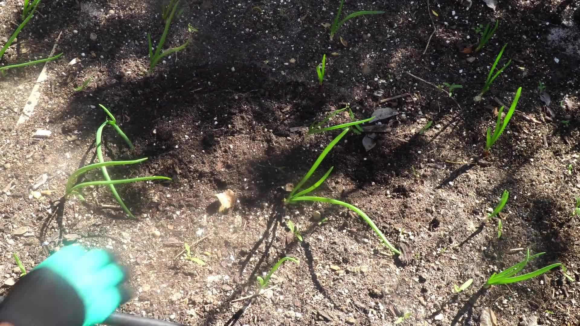 Transplanting well-established summer plants