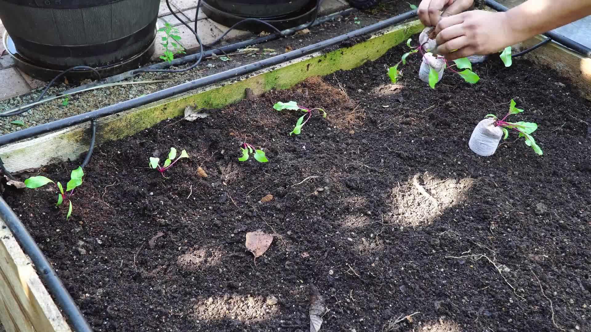 Choosing the Right Soil