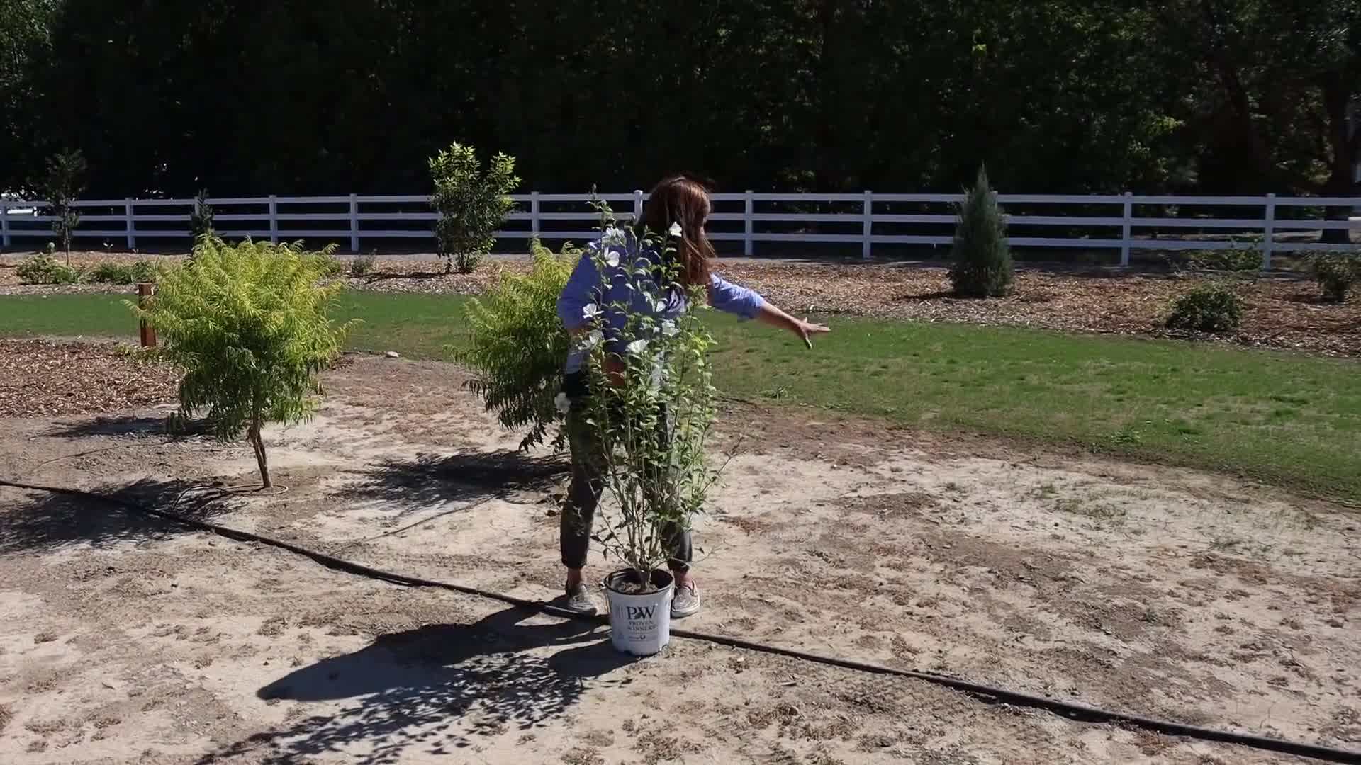 Preparing the planting area for ornamental grasses
