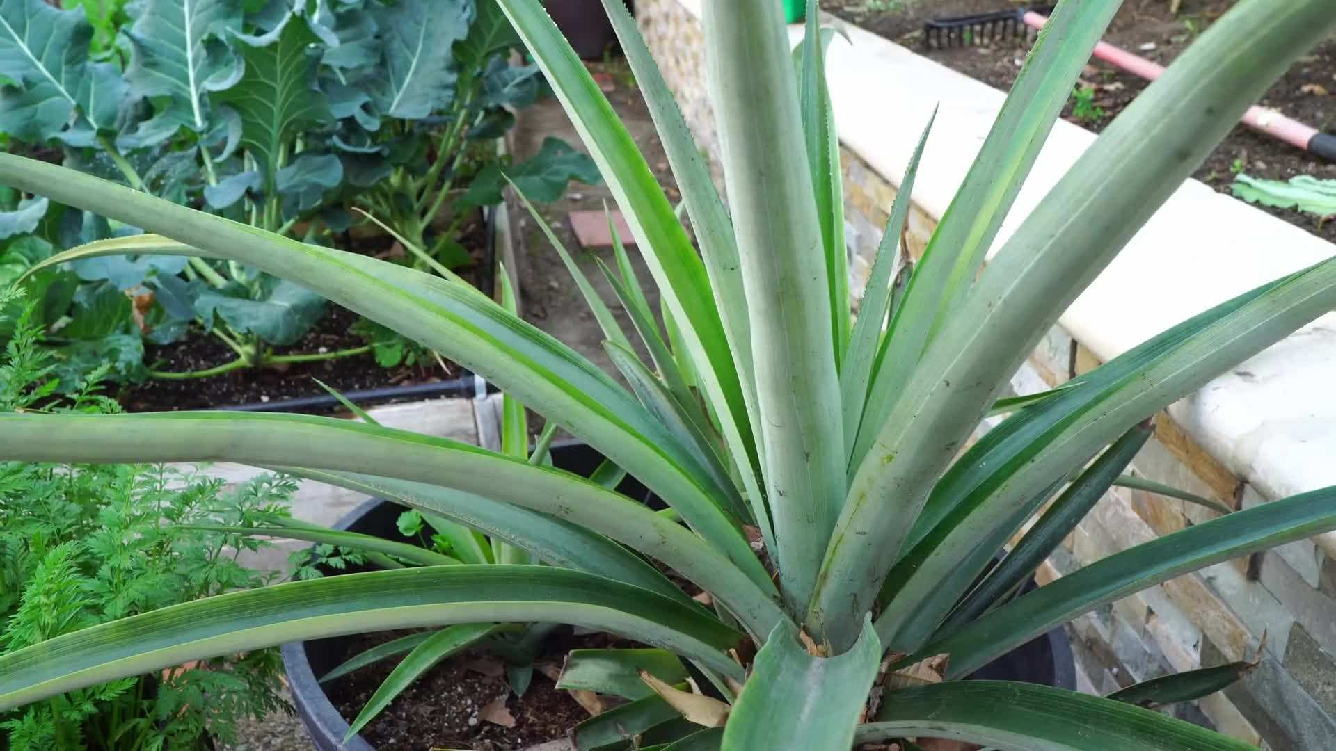 Colorful flower beds