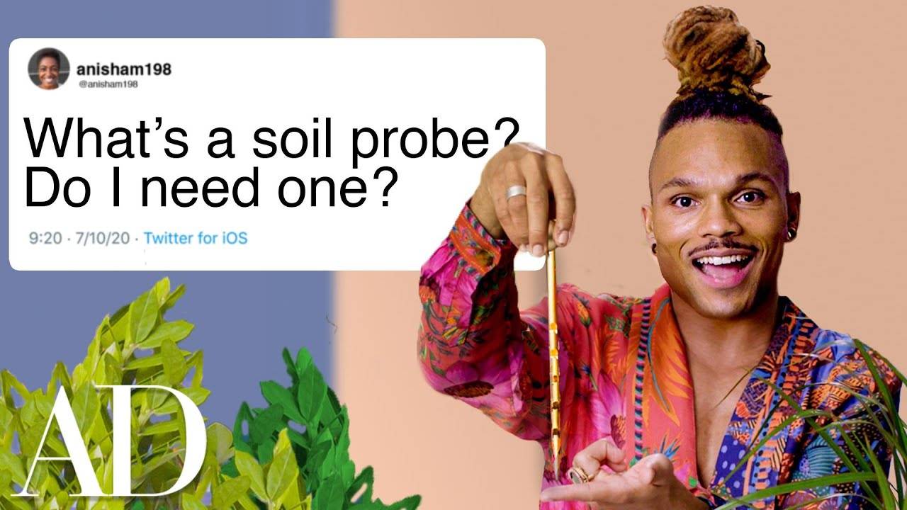 Plant Expert Answers Houseplant Questions From Twitter | Architectural Digest