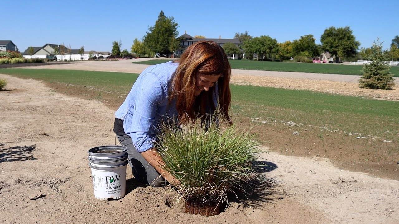 Planting An Evergreen, Ornamental Grasses and a Blooming Shrub! 🥰🙌 // Garden Answer