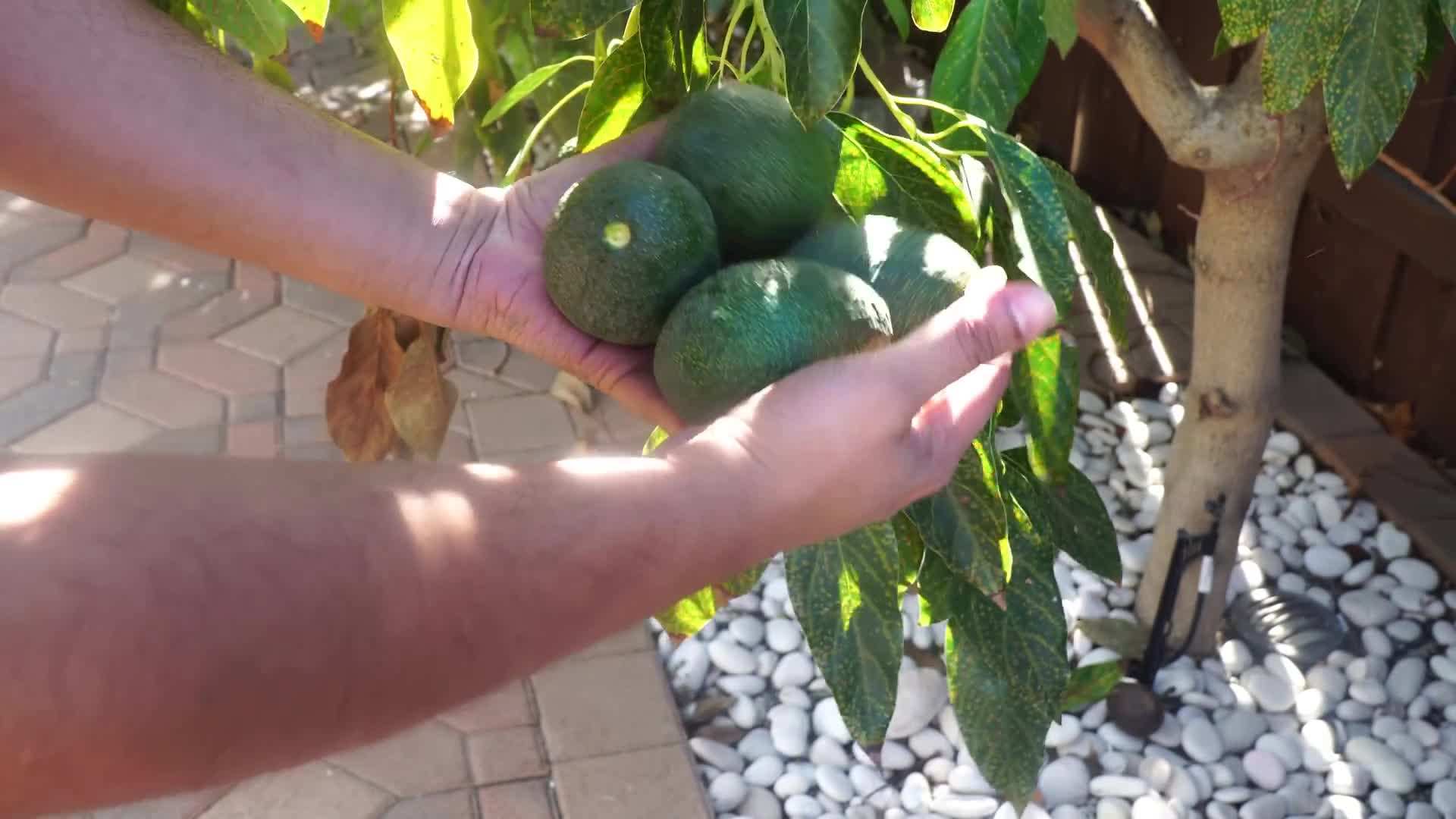 Broccoli and cauliflower harvested from our garden