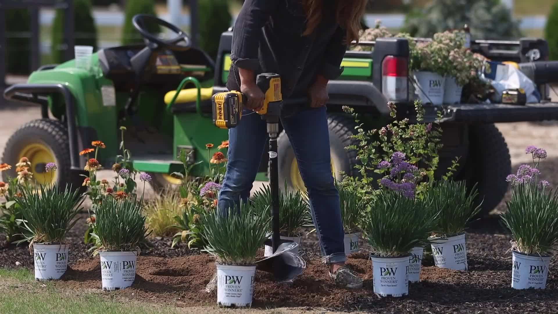 Cherry Truffles Heuchera - Low Maintenance Perennial