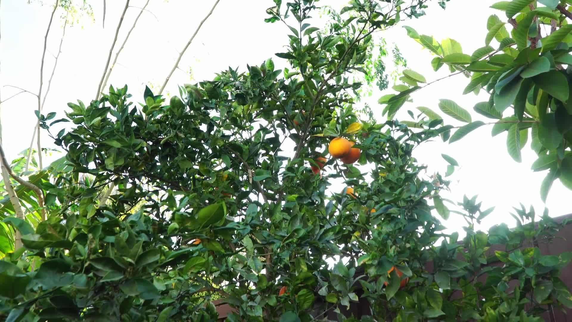 Harvesting winter vegetables