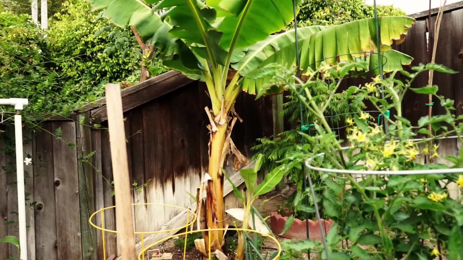 Different varieties of dwarf banana trees