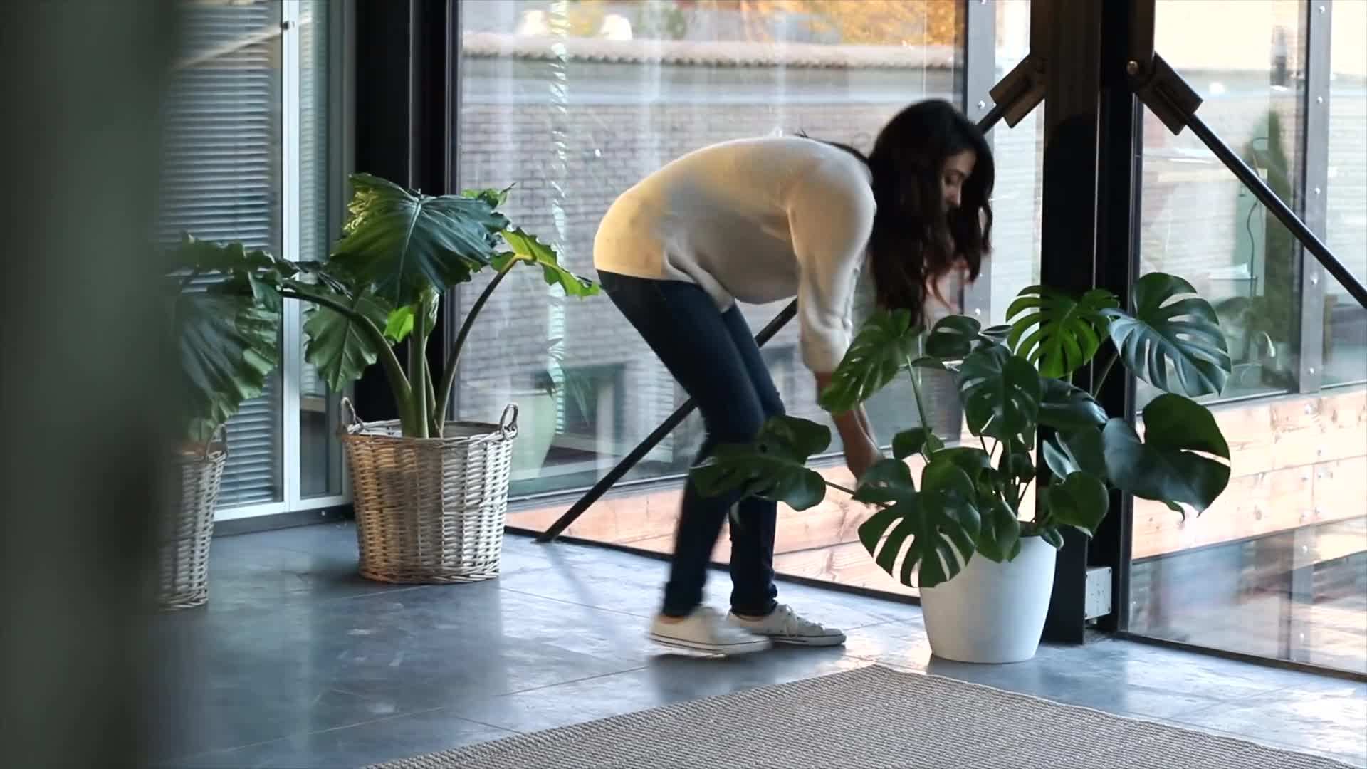 Houseplants near a window