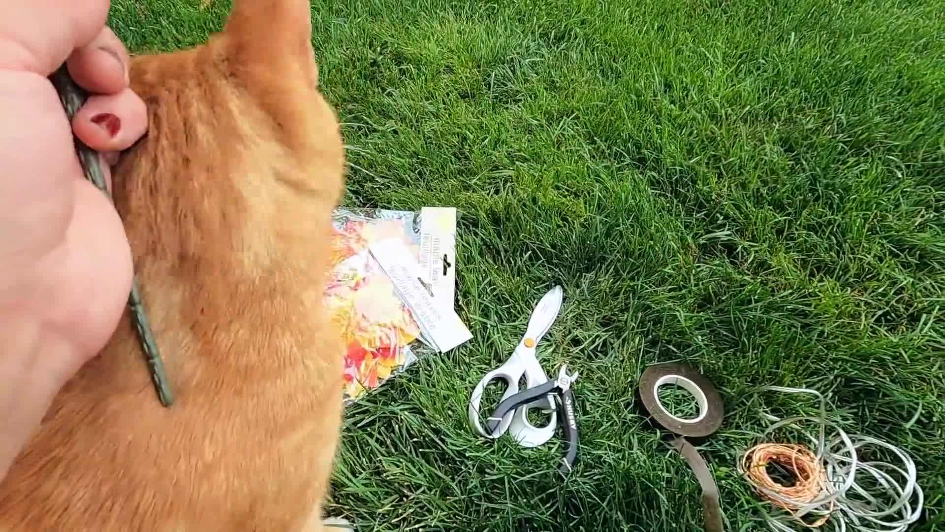 Trim the branches and insert them into a vase or container