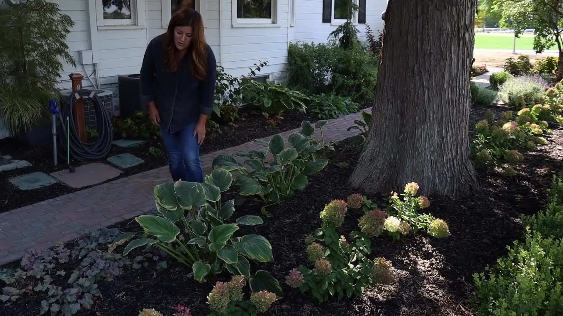 Coraljade Sedum - Succulent Leaves Add Texture to Your Garden
