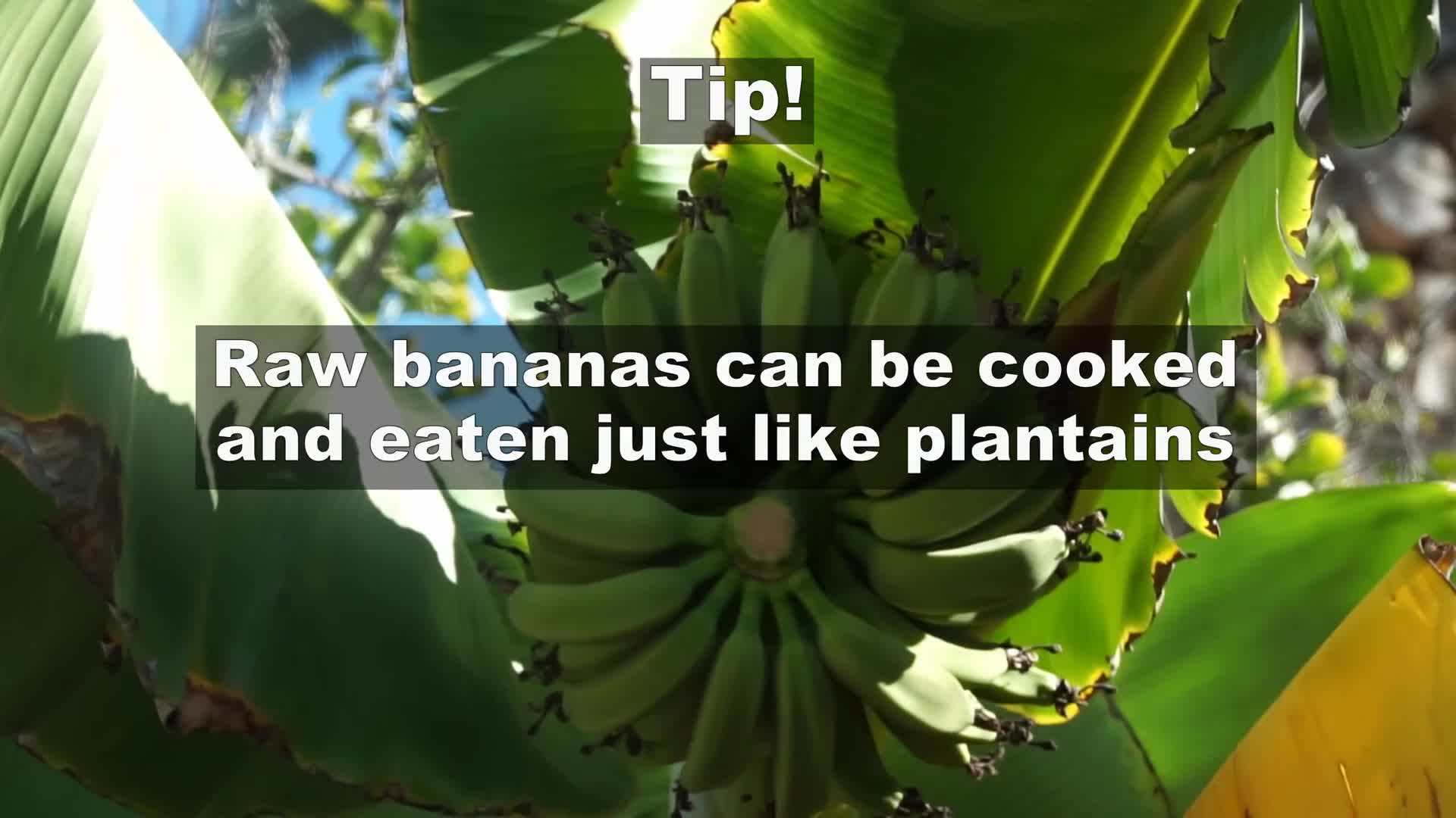 Ripe bananas ready to be enjoyed