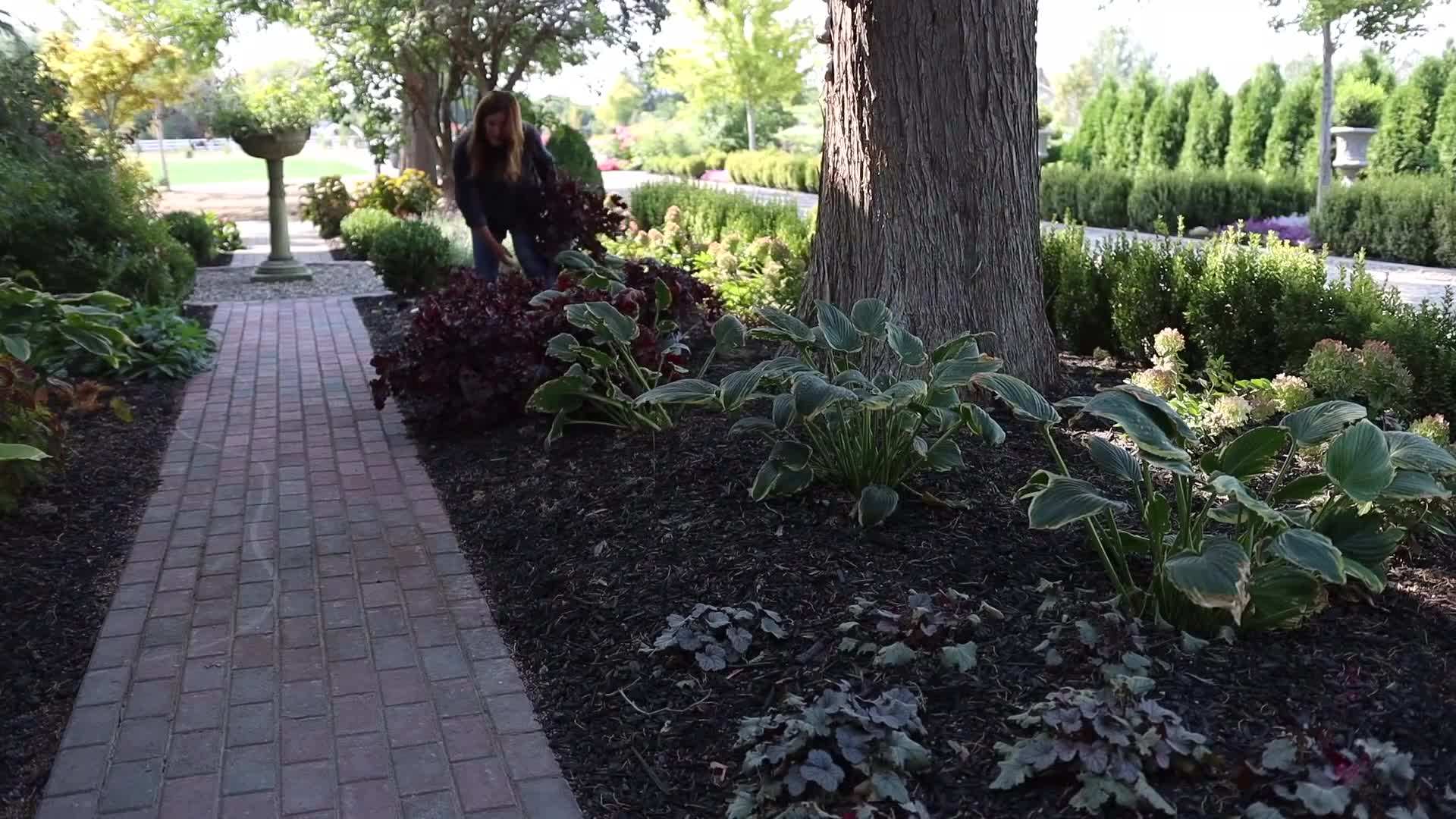 Serendipity Allium - Attract Pollinators to Your Garden