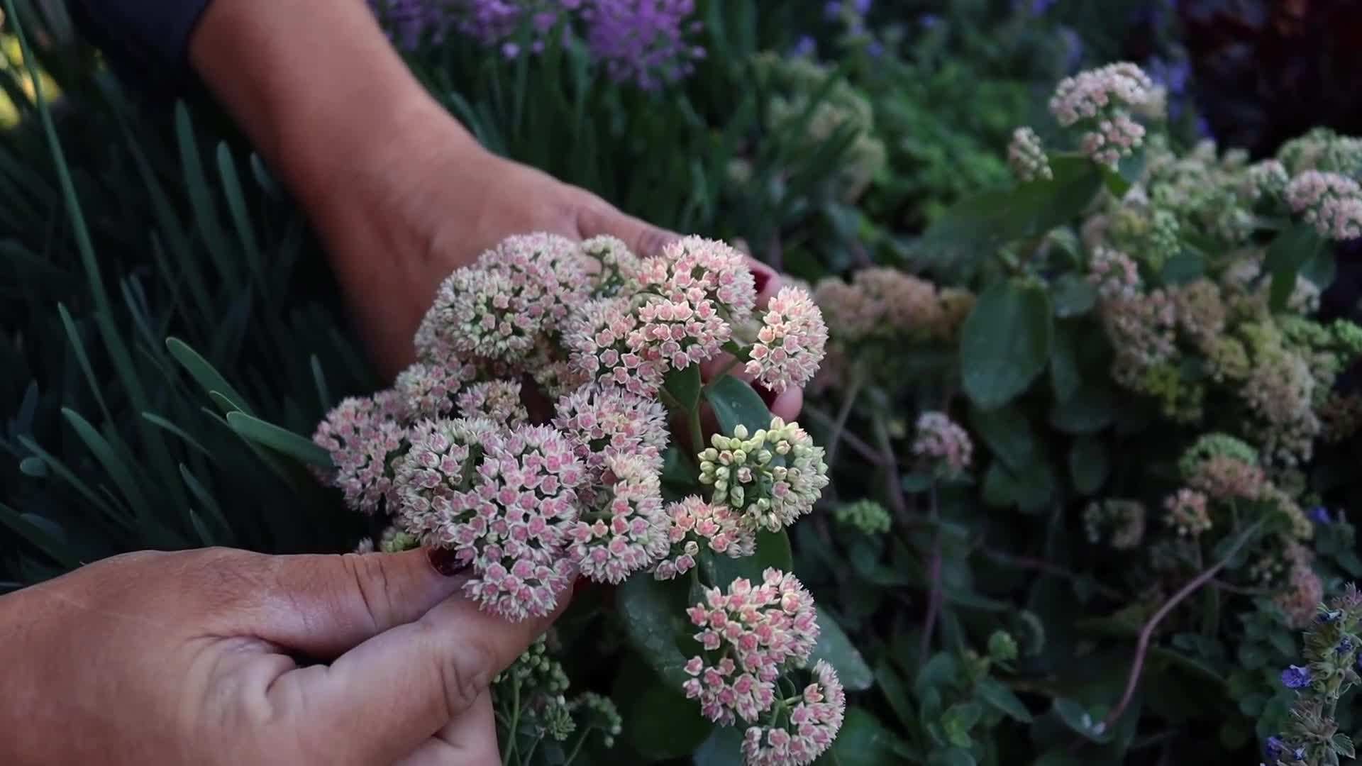 Serendipity Allium - Low Maintenance Perennial