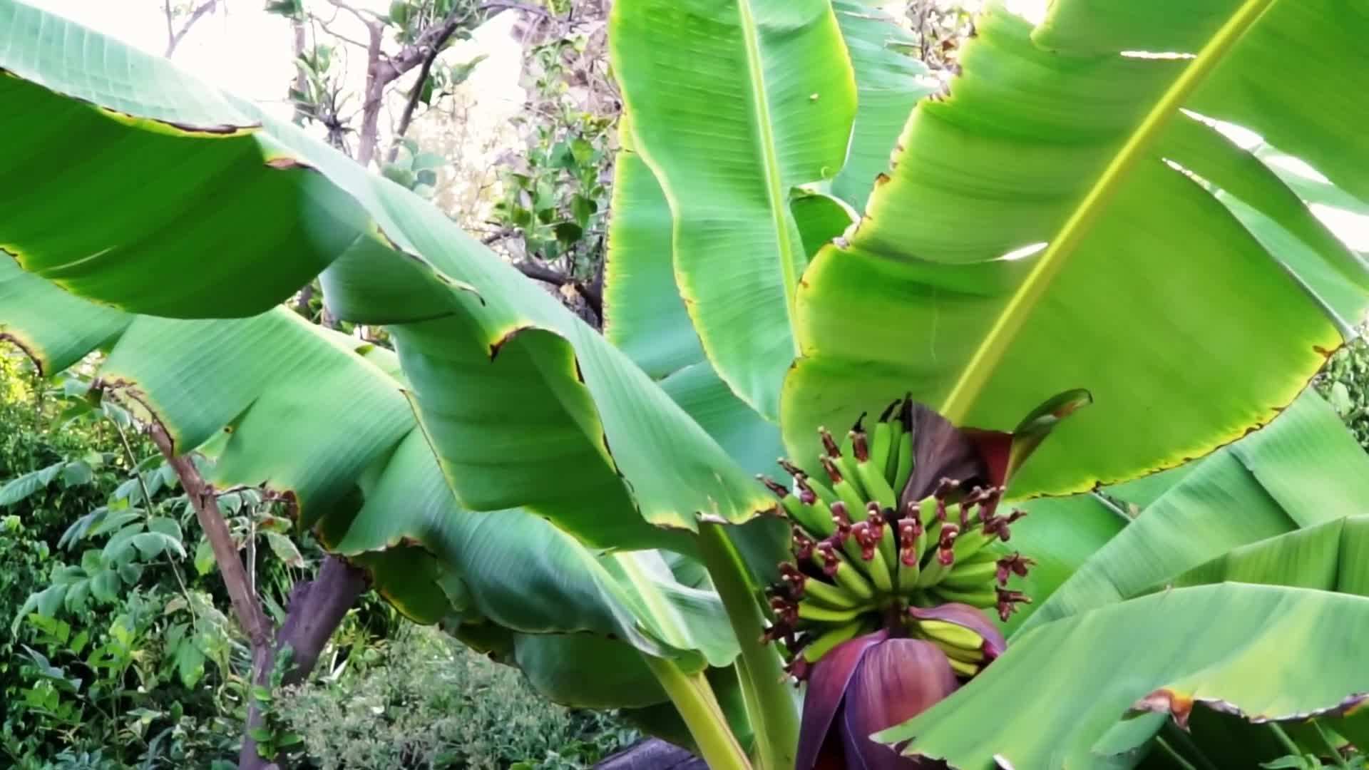 Planting a banana tree