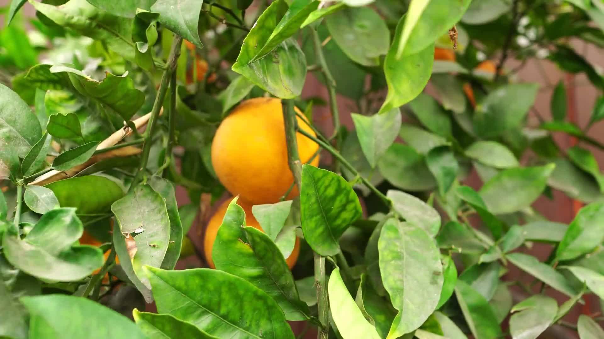 Protecting plants from frost