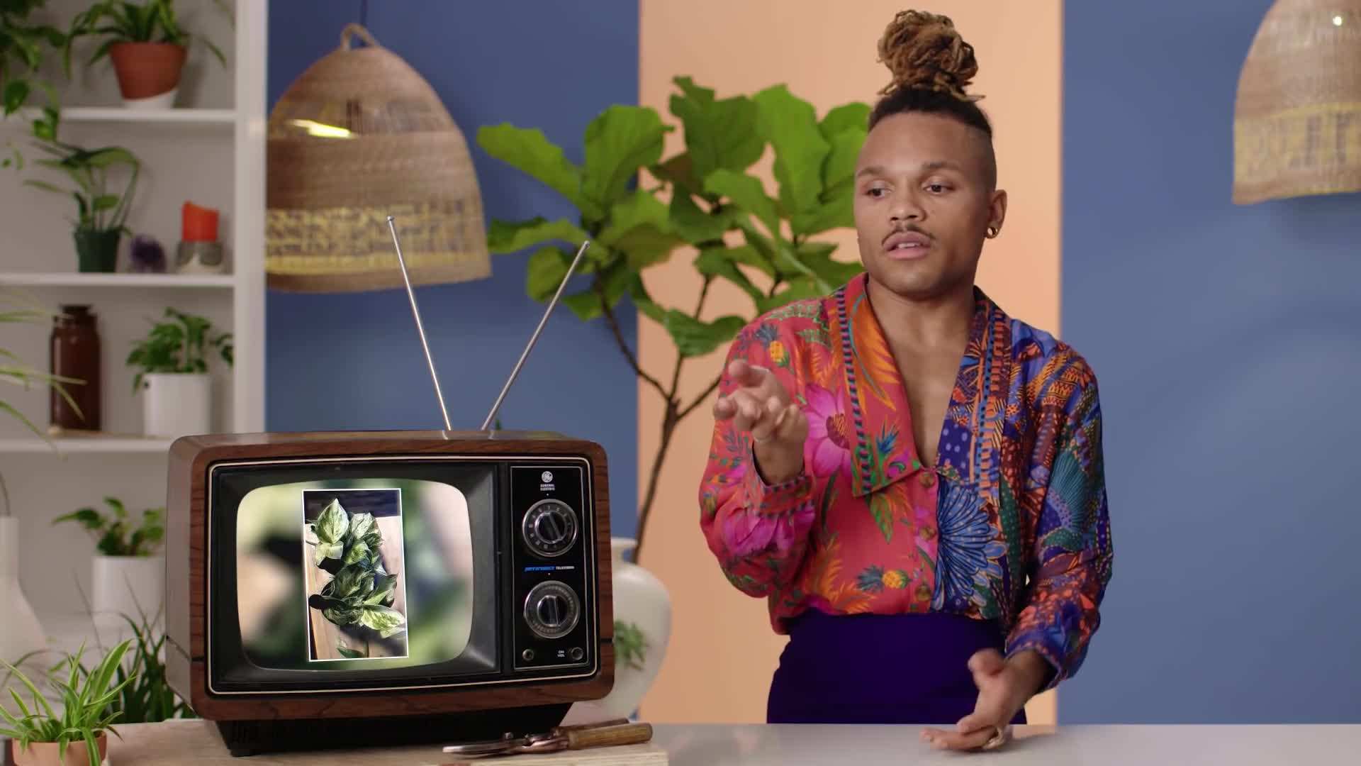Spider mites on a houseplant
