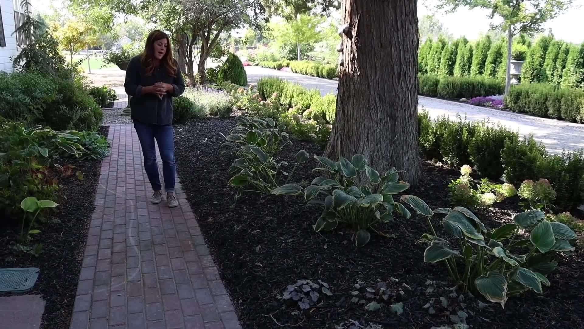 Cat's Pajamas Nepeta - Low Maintenance Perennial