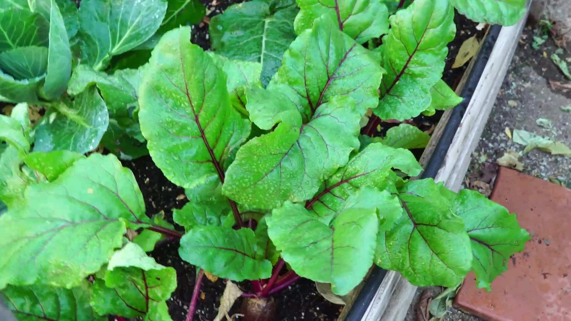 Festive poinsettias adding a touch of holiday spirit