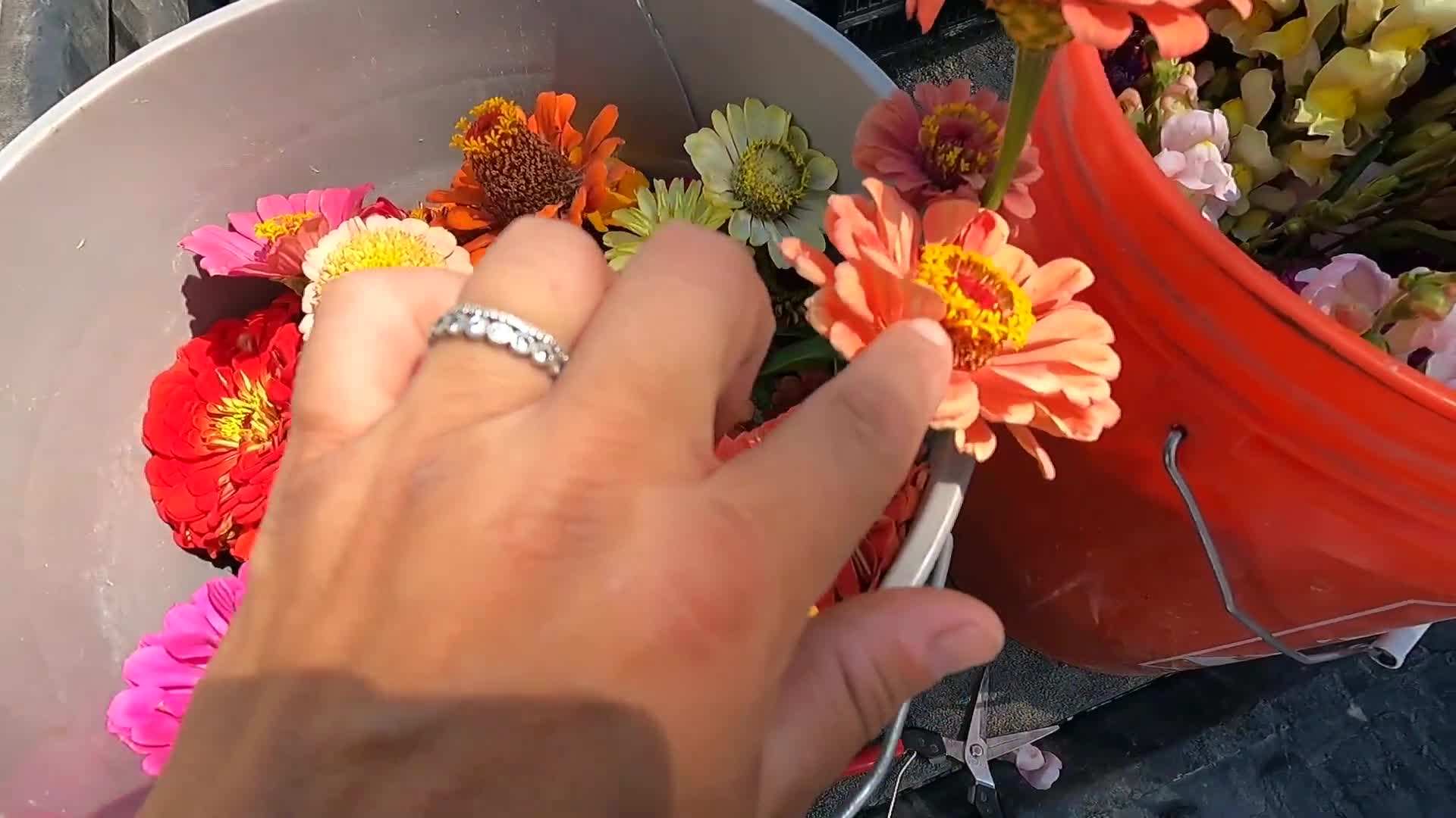 Variety of fall crops