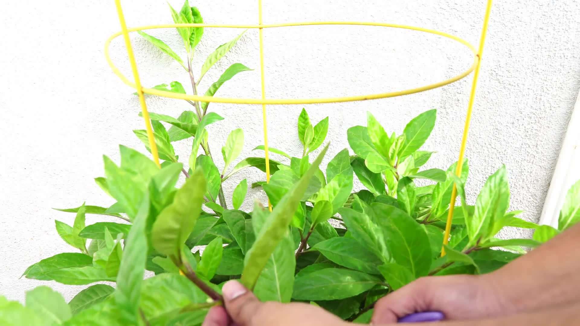 Harvesting young and tender longevity spinach leaves