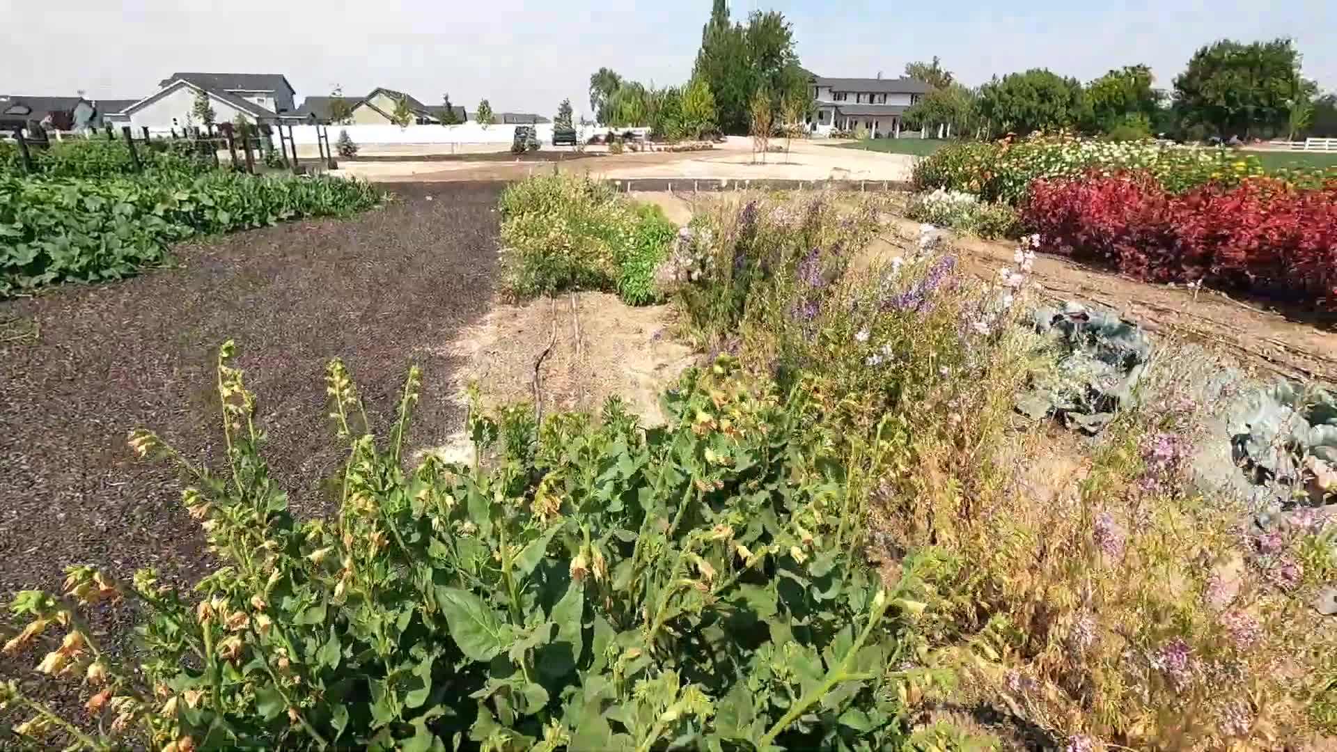 Cutting flowers for arrangements
