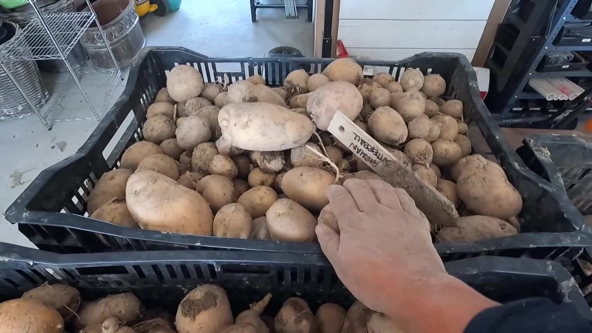 Sorting onions and potatoes for storage