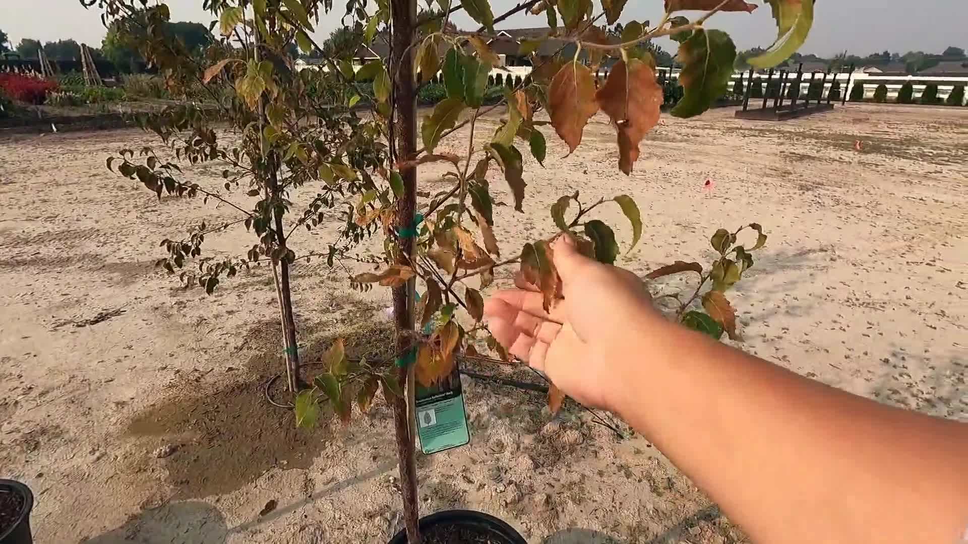 Preparing the soil by removing weeds and grass