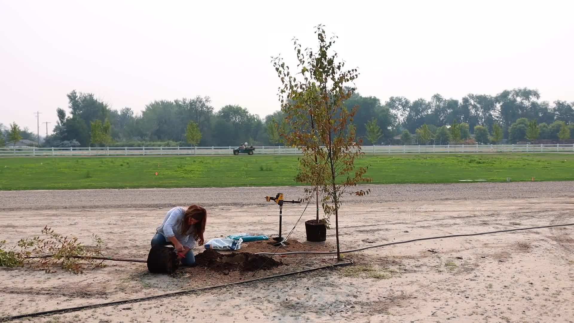 Watering the newly planted trees