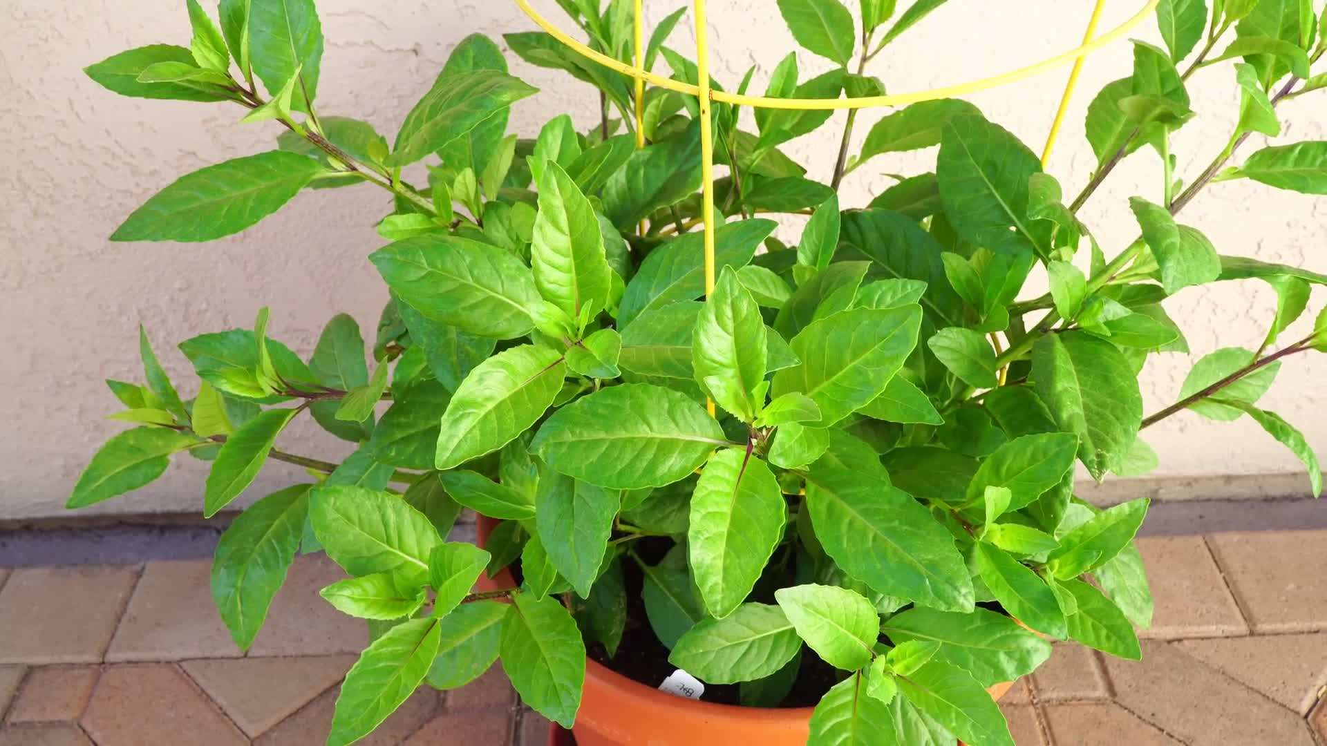 Preparing the soil for growing longevity spinach