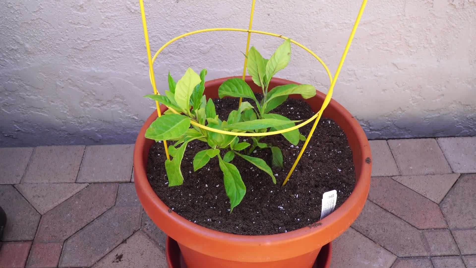 Packed with essential nutrients and antioxidants