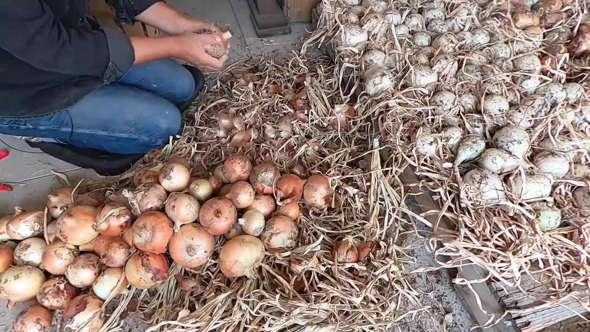Loosening the soil around the plants