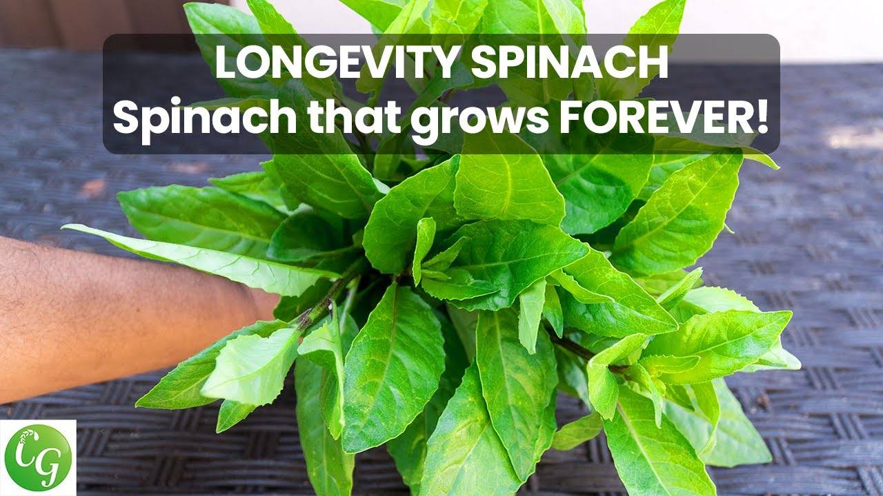 Growing Longevity Spinach - A Superfood for Health and Wellness