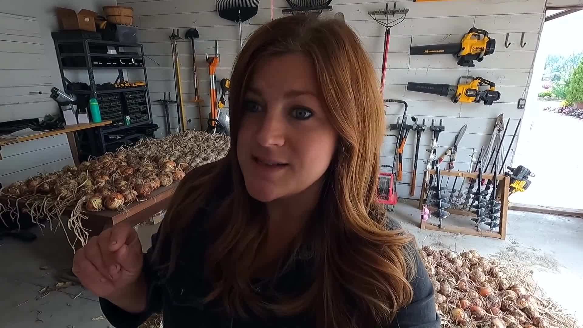 Harvesting onions and potatoes